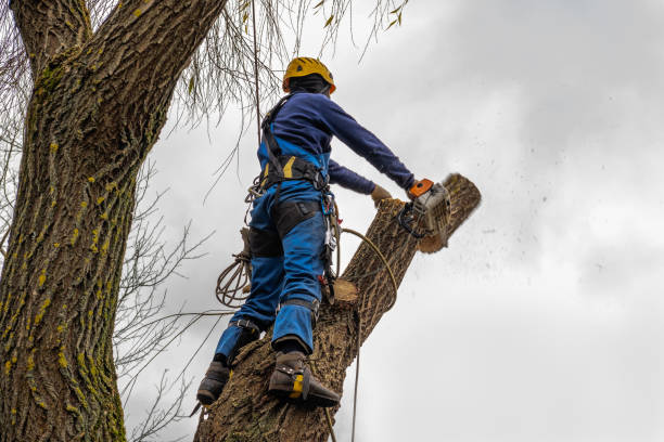 Best Storm Damage Tree Cleanup  in Bear Creek Ranch, TX